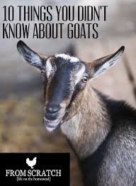 10 Things You Didn T Know About Goats Goats Goat Farming Goat Care