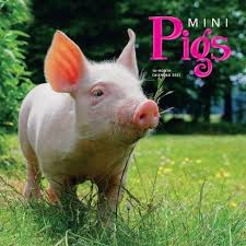 Pigs 2021 Calendar Enjoy These Cute And Adorable Pocket Sized Pigs Year Round In The Pocket Pigs Wall Calendar In 2020 Pocket Pig Pig Dog Calendar