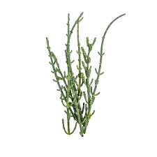 Image result for Sarcocornia