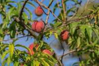 Lemon trees, like other citrus trees, are highly susceptible to environmental stresses and can easily succumb to poor fruit set, damaged health or even fatality if not managed properly. When Does A Peach Tree Bear Fruit 4 Things To Know Greenupside