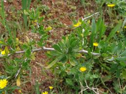 Image result for Lycium mascarenense