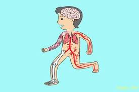 Ada beberapa orang yang memang terlahir dengan badan yang tinggi. Perjalanan Air Di Dalam Tubuh Bobo