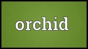 Orchid Meaning Youtube
