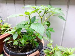 Maybe you would like to learn more about one of these? Tomatillo Plants Great For Container Gardens Tomatillo Plant Plants Container Gardening