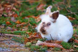 Reduzieren sie ihre körpergröße in einem monat auf m! Lowenkopfkaninchen Foto Bild Tiere Haustiere Nagetiere Kaninchen Bilder Auf Fotocommunity