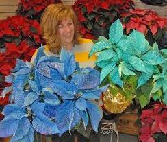 Poinsettias Shine At Christmas Poinsettia Plant Poinsettia Christmas