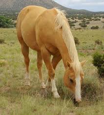 Black And White Horse Names Female 100 Palomino Horse Names Horses Palomino Horse Horse Names
