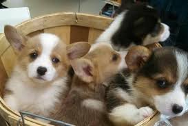 Maybe you would like to learn more about one of these? Welsh Corgi Pets And Animals For Sale Tennessee