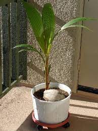 Grow A Coconut Palm Tree From A Coconut Coconut Palm Tree Growing Tree Palm Plant