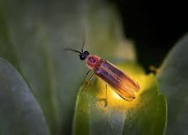 Lightning Bug Beautiful Bugs Lighting Bugs Bugs And Insects