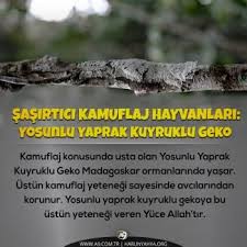 Sasirtici Kamuflaj Hayvanlari Yosunlu Yaprak Kuyruklu Geko Kamuflaj Konusunda Usta Olan Yosunlu Yaprak Kuyruklu Geko Madagaskar Ormanlarinda Yasar Pocket Knife