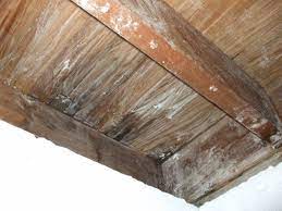 Many commercially available products offer borax treatments for specific purposes like wood treatment and rot repair, but homemade solutions are simple and. How To Treat A Mold Infestation On Wood With Borax 20 Mule Team Powder Dengarden