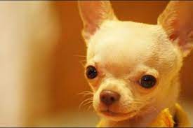 Mi Chihuahua Cabeza De Manzana Safe Dog Toys Chihuahua Love Chihuahua