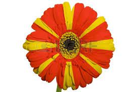 Gerbera Daisy Flower In Colors National Flag Of Macedonia On Daisy Flower Gerbera Daisy Flowers