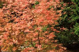Planting these deciduous trees is best done. Though They Re Small Dwarf Japanese Maples Offer Big Rewards Heraldnet Com