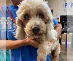 Find a cockapoo puppy from reputable breeders near you and nationwide. Puppyfinder Com Cockapoo Puppies Puppies For Sale And Cockapoo Dogs For Adoption Near Me In Texas Usa Page 1 Displays 10