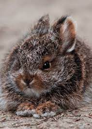 Check spelling or type a new query. Island Of Silence Mehr Alaskan Animal Baby Animals Animals