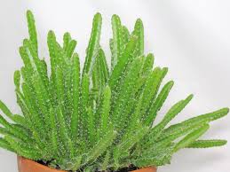 Maybe you would like to learn more about one of these? Hylocereus Undatus