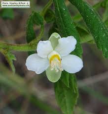 Image result for Cardiospermum grandiflorum