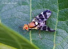 Image result for Rhagoletis completa