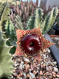 Image result for Huernia zebrina