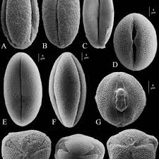 Image result for Anisosepalum humbertii