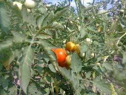 Bercak daun septoria pada tomat disebabkan oleh jamur septoria lycopersici. 3 Cara Agar Buah Bunga Daun Tomat Tidak Gugur Rontok Guru Ilmuan