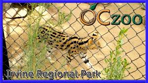 Free parking on the street not communicated cause: Oc Zoo Orange County Zoo Irvine Regional Park First Ever Visit Episode 1 Youtube