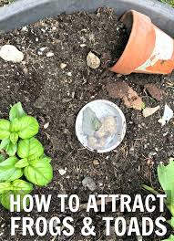 Feb 23, 2021 · toads consume 100 or more insects and slugs every day, so a toad house makes a great gift for a gardener who is fighting the battle of the bug. How To Attract Frogs To Your Garden Easily In Four Steps