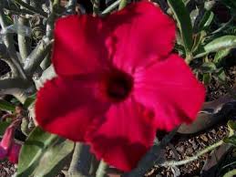 Image result for Adenium swazicum