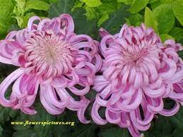 Purple Mums Flower Pictures Flowers Mums Flowers Purple Mums