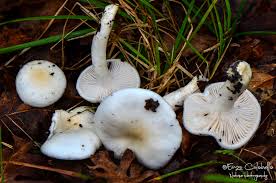 Agaricoid, boletoid, clavarioid, cyphelloid and gastroid genera. Enzo Colabella Hygrophorus Cossus