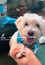 Rescue Journey of Monty: A Mini Poodle's Story