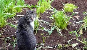 5 Ways To Keep Cats Out Of Your Garden Hobby Farms