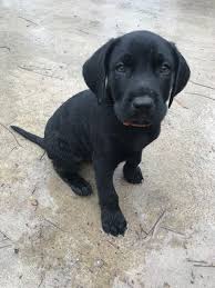 Why buy a german shorthaired pointer puppy for sale if you can adopt and save a life? View Ad German Shorthaired Lab Litter Of Puppies For Sale Near Texas Friendswood Usa Adn 119414