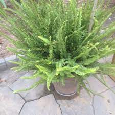 Whiteville, nc residents, houses, and apartments details. Mcqueen Nursery Landscaping Nurseries Gardening 1480 Prison Camp Rd Whiteville Nc Phone Number Yelp