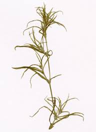 Image result for Najadaceae