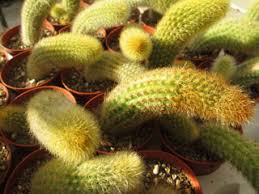 Image result for Monadenium filiforme