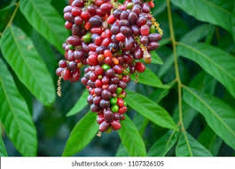 Image result for Lepisanthes