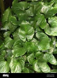 Image result for Cyanastrum