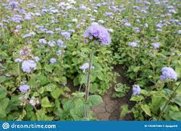 Ageratum Houstonim Nordmeer Flower Video Best Flower Wallpaper