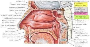 Learn about sphenoid sinus with free interactive flashcards. Sphenoid Sinus Anatomy Function Sphenoid Sinus Infection Surgery