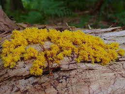 Slime molds usually measure about one or two centimeters, but a few slime molds are as big as several meters. The Mysterious World Of The Slime Mould Woodlands Co Uk