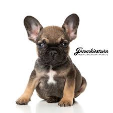French bulldogs are wee yet robust pooches that are beloved not only for their humorous and pleasant dispositions, but also for their lovable, slightly wrinkled although the look undeniably is cute, it also can trigger health issues that revolve around breathing, problems that can become life threatening. All About The French Bulldog Breed