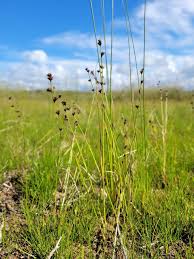 Image result for Scleria racemosa