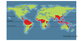 Many of the trees have straight trunks that don't branch out for 100 feet or more; Map Tropical Rainforest Ecosystem Location Ks4 Illustration Twinkl
