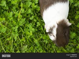 Can guinea pigs eat grass from the garden. Guinea Pig Eating Image Photo Free Trial Bigstock