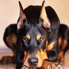 Followers Super Tuyu Kadar Omru Olsun Takip Dobermanturkish Whiteargentino Begenmeden Gecme In 2020 Dobermann