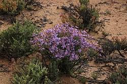 Image result for Felicia clavipilosa