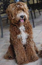 Arizona Breeder Of Australian Labradoodles Breeding Dogs Have Extensive Health Testing Labradoodle Puppy Australian Labradoodle Puppies Australian Labradoodle